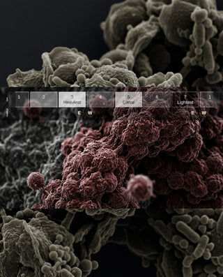 Beyond the "Total" Number: Why Free Testosterone is the Real Driver